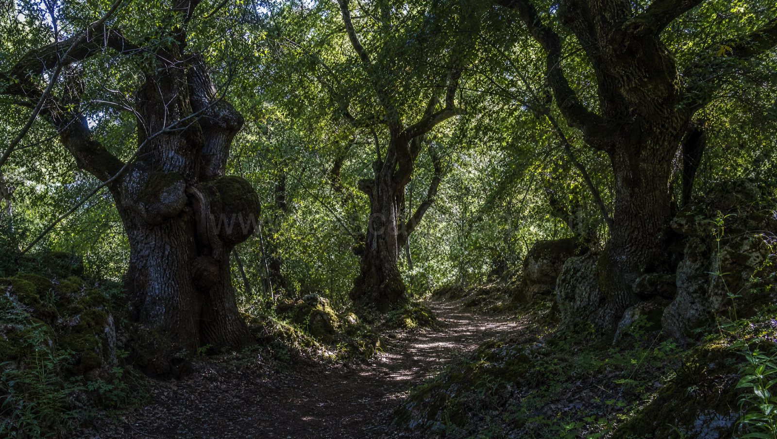 Sentiero ombroso nel Bosco di Tricase tra querce vallonee secolari, con la luce verde filtrata dalla chioma