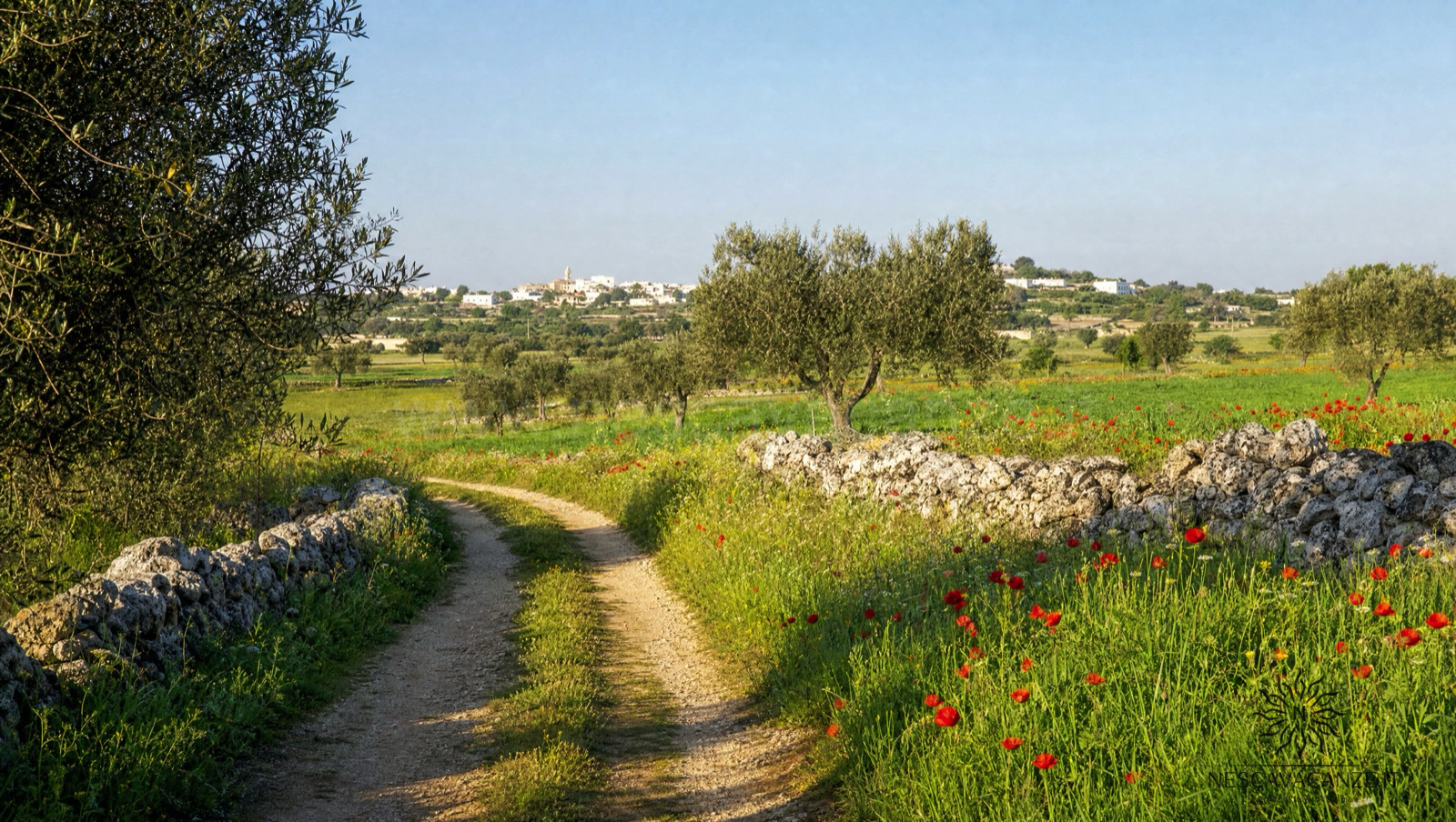 Sentiero di campagna del Salento in primavera tra prati verdi, papaveri rossi, ulivi e muretti a secco, con un borgo in lontananza