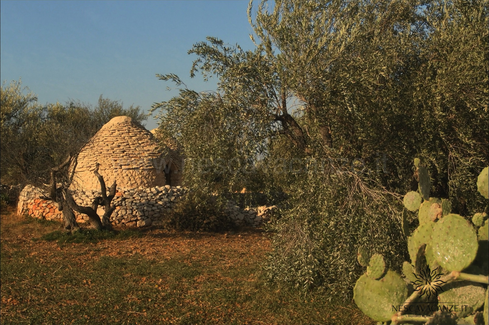Una pajara in pietra a secco tra gli ulivi nelle campagne di Salve, nel basso Salento