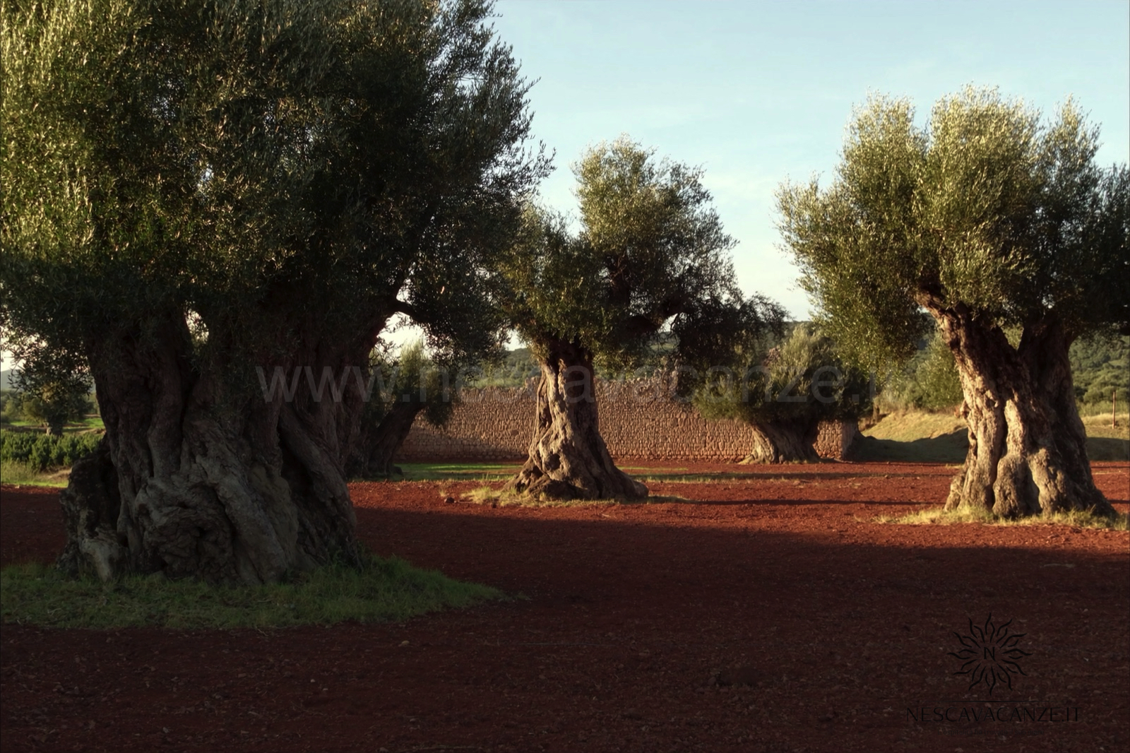 Distesa di ulivi secolari e muretti a secco nella campagna del Salento al tramonto